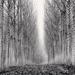 Corridor of Leaves, Guastalla, Emilia Romagna, Italy. 2006