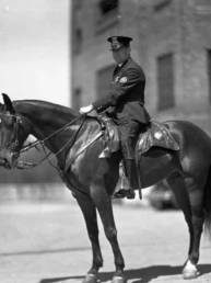 chicago mounted police